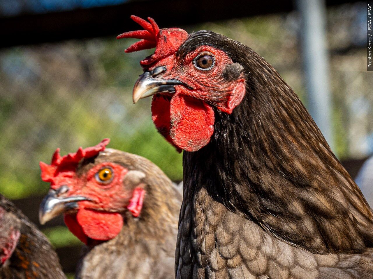 Delmarva chicken industry generates $4.8 billion in 2024